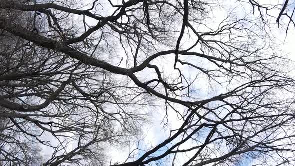 Vertical Video of the Forest with Trees Without Leaves Slow Motion