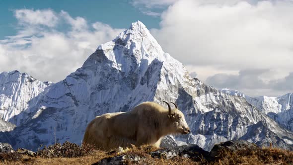 White Yak in the Nepalese Himalayas. Snow-covered Ama Dablam Mountain on the Background, Nepal