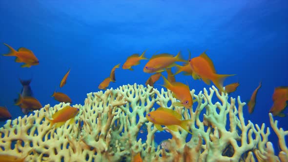 Orange-Fish with Fire Corals and Blue-Green Fish