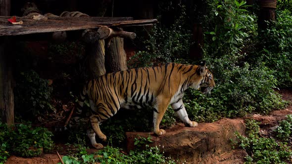 bengal tiger walking in the forest