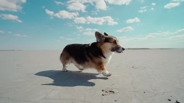 Close Up Low Point Portrait of Cute Funny Welsh Corgi Dog Walks on Beautiful Natural Landscape of