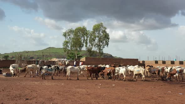 Africa Mali Village And Ox Aerial View 5