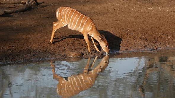 Nyala Antelope Drinking Water