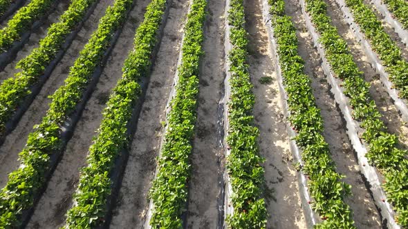 Aerial Strawberry Field