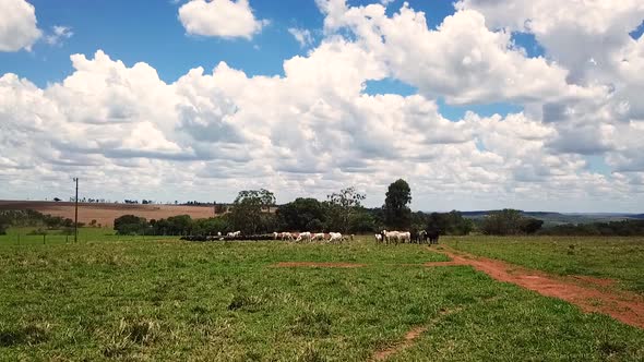 Low flying drone shot flying towards a herd of dairy cows grazing in a farmer's field on a sunny day