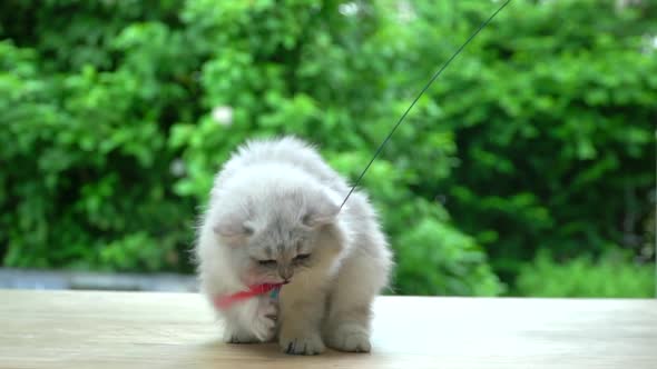 Cute Persian Cat Playing Toy On Wood Table