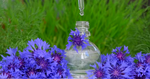 Drops falling from cosmetic pipette to glass bottle with perfume floral oil with cornflower