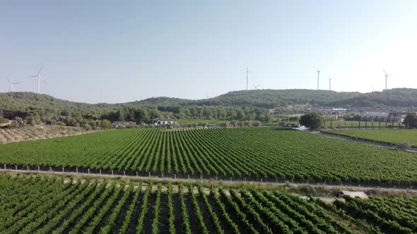 Sunny Vineyard Fields in Urla Turkey