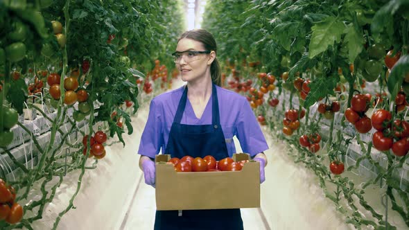 A Worker Walks in Greenhouse Holding a Box with Ripe Tomatoes