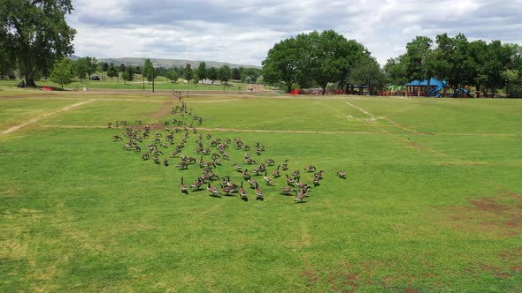 A flock of geese feeding and walking through a soccer field.