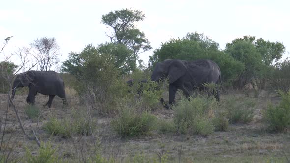 Pan from a herd of African Bush elephants passing