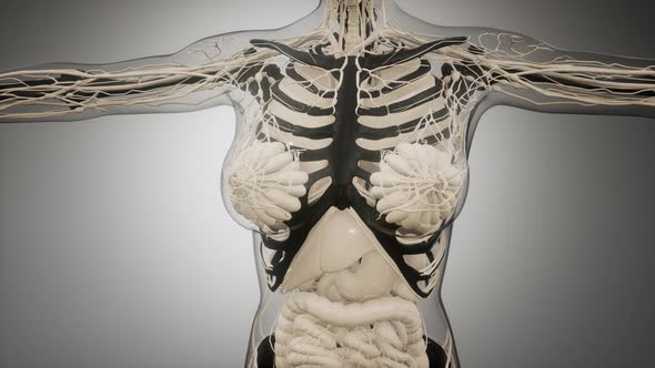 Transparent Human Body with Visible Bones