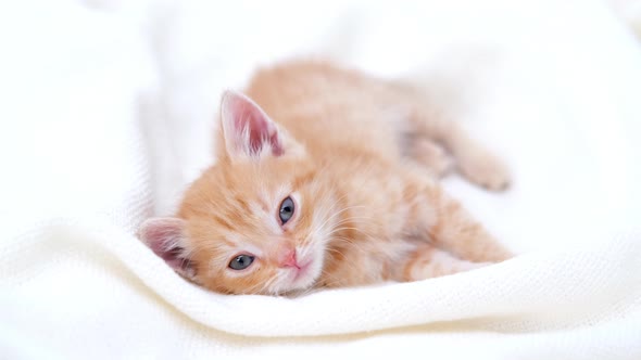 Portrait Cute Striped Red Ginger Kitten Lying on White Bed at Home