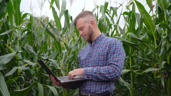 Checking the Integrity of the Corn Field of Agriculture. Young Farmer with Laptop. Smart Eco a