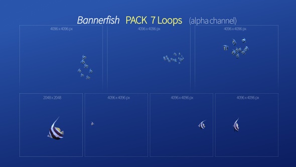 Bannerfish Pack 7