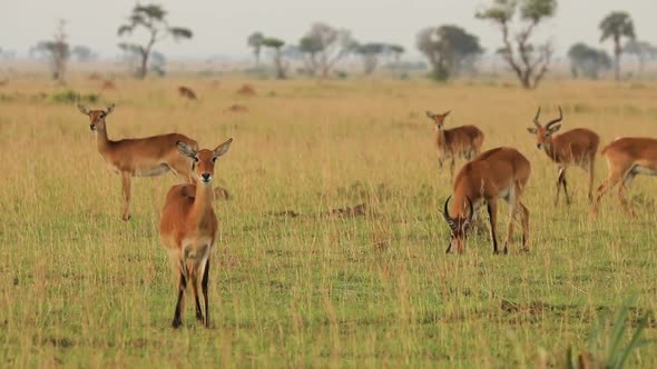 Slow Motion of Herd of Impalas Looking at Camera in African Prairie