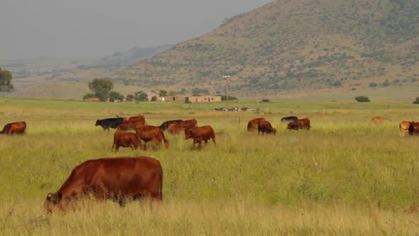 Cattle grazing in the fields