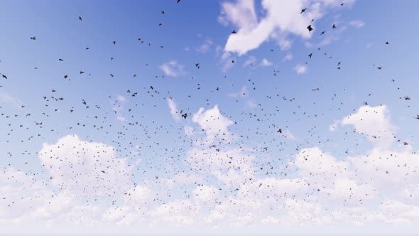 Countless Birds In The Sky