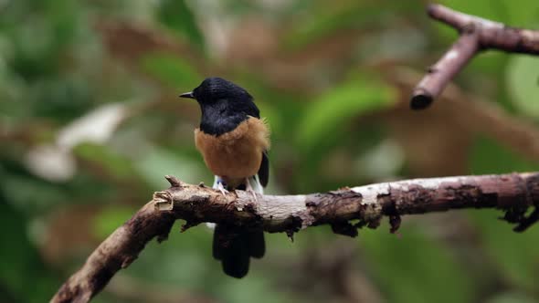 White-rumped Shama sitting on branch in tree