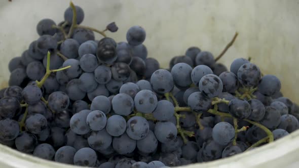 Othello grapes falling into a plastic bucket - 180fps slow motion