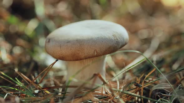 Mushroom Boletus In a Sunny Forest