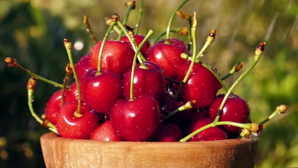 Drops of Water Fall on the Red Berries of Ripe Cherries in a Wooden Bowl in the Garden