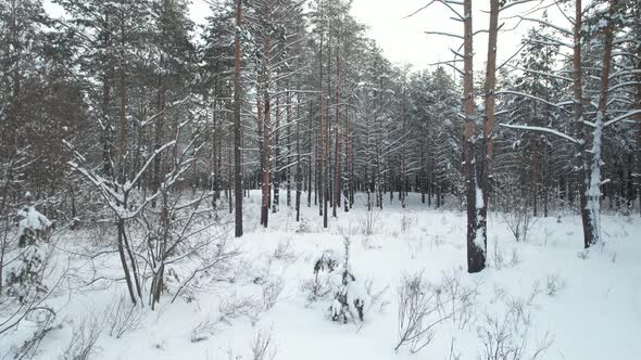 Snowy Pine Forest