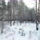 Snowy Pine Forest - VideoHive Item for Sale