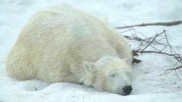 Polar Bear in Winter Landscape at Snowfall Play Game Running at Soft White Fresh Snow