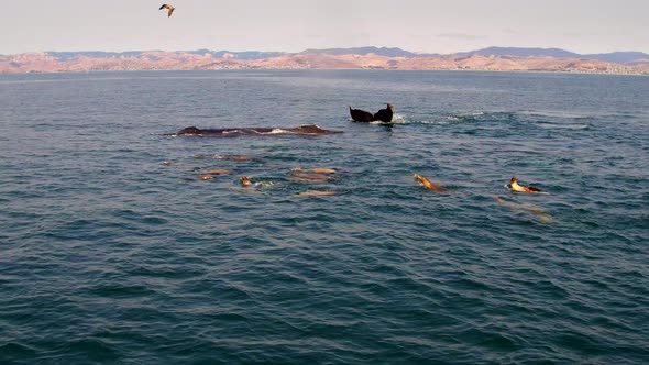Seagulls Fly Over Whales and a Pod of Seals in the Ocean