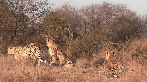 Cheetahs in African bushland walk together in sunlight out of frame
