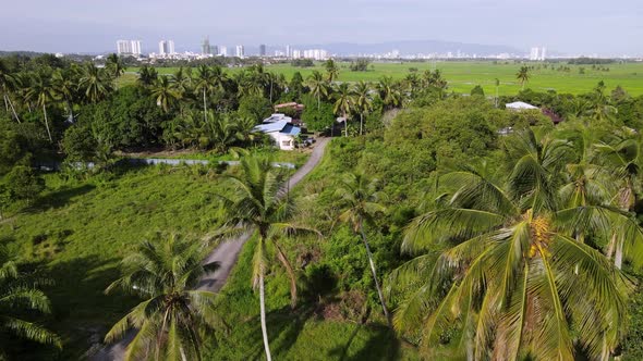 Aerial fly over coconut tree toward Malays kampung