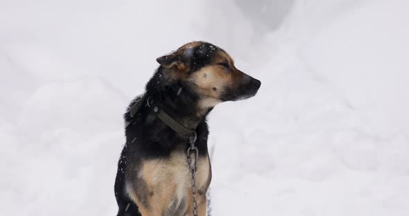 Cute Black and Brown Mongrel Dog on a Chain Outside