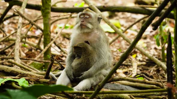 Monkeys in the Forest in Bali