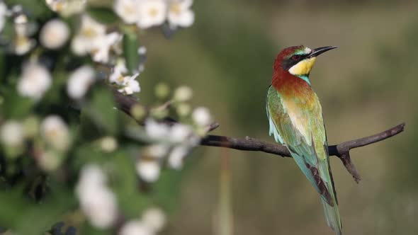 Beautiful Bird with Colored Feathers on a Flowering Tree