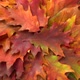 Autumn Colorful Leaves Background. - VideoHive Item for Sale