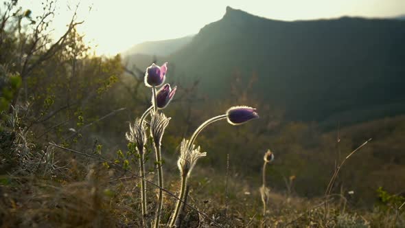 Wild Flowers (Pulsatilla Patens) Against the Background of High Mountains