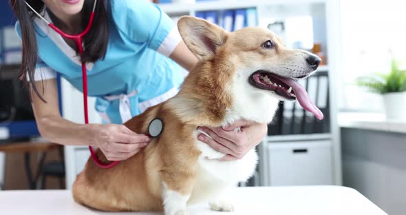 Veterinarian Stethoscope Listens to Dog Heartbeat in Veterinary Clinic