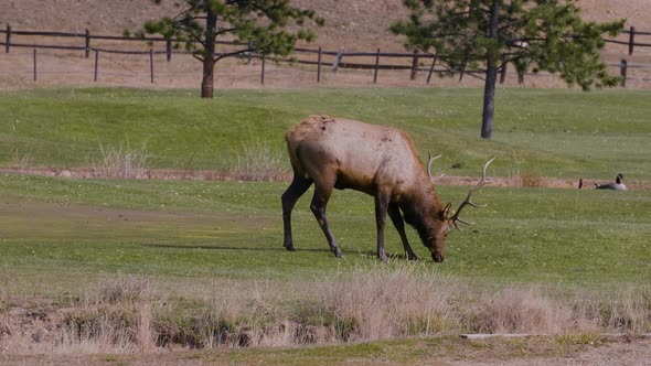 A herd of wild elks grazing on grass