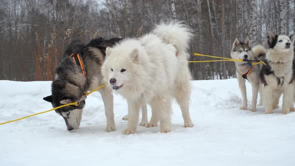 Sledge Dogs Preparing for Sled Racing in Winter