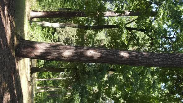 Vertical Video of a Forest with Trees