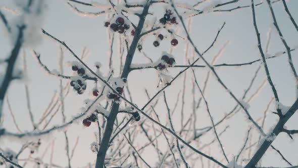 Paradise Apples on Twigs Covered with Snow Under Clear Sky