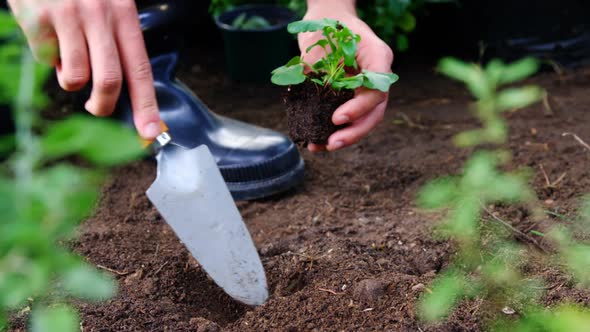 Gardener planting sapling in garden