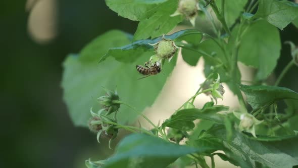 Honeybee Collects Pollen Sitting at Green Raspberry