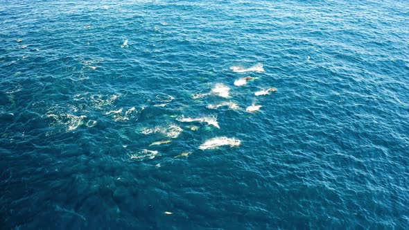 Aerial moving shot of hunt techniques of common dolphins, Sardine Run