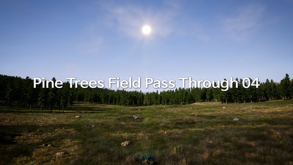 Pine Trees Field Pass Through 04