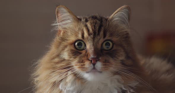 Furry Brown Cat Looks At Camera