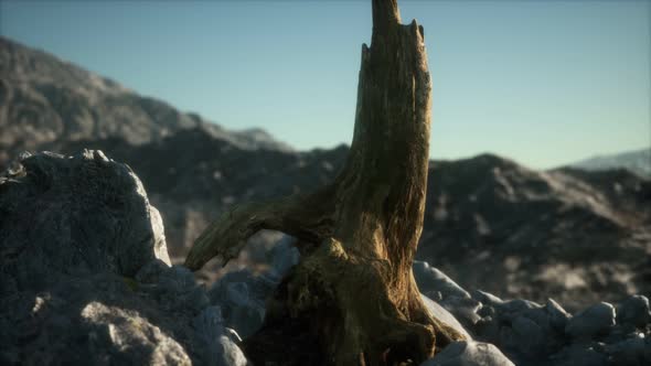 Dead Pine Tree at Granite Rock at Sunset alt