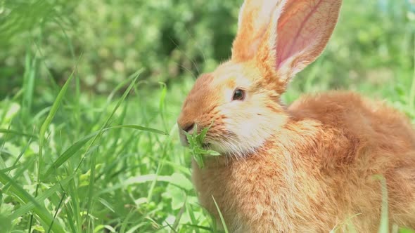 Closeup Portrait of Cute Adorable Red Fluffy Whiskered Bunny Muzzle Sitting on Green Grass Lawn in