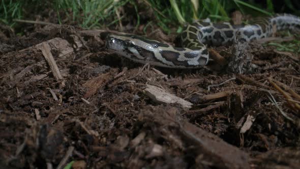 Juvenile burmese python slithering in the grass